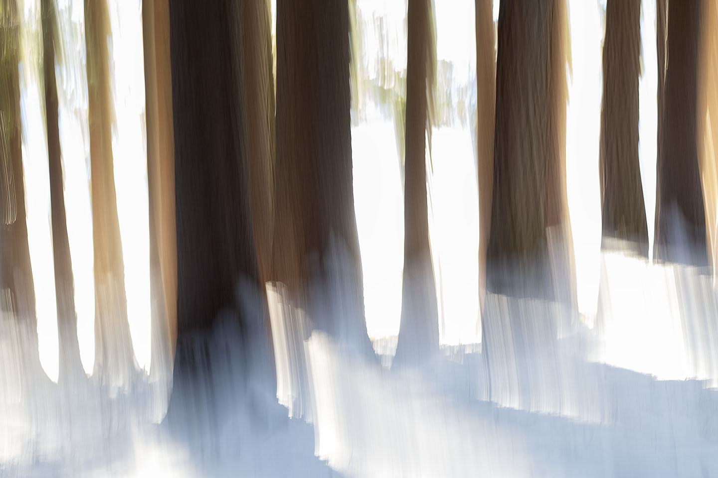 Winter im Risi-Wald